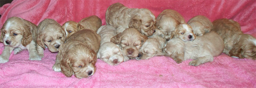 13 pups